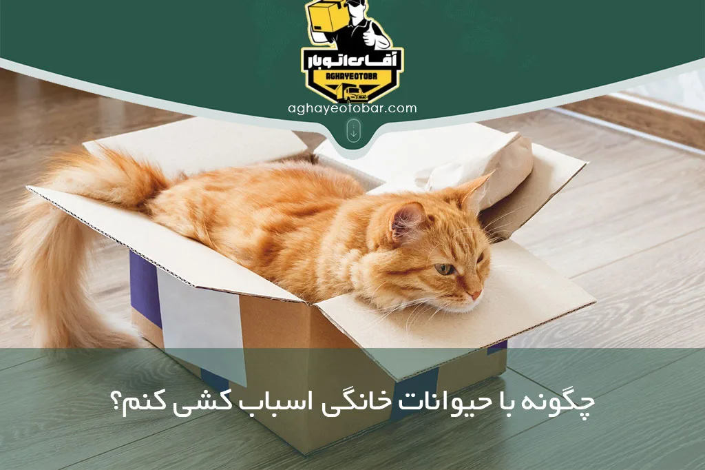 چگونه با حیوانات خانگی اسباب کشی کنم؟